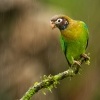 Amazonek hnedohlavy - Pyrilia haematotis - Brown-hooded Parrot 0215